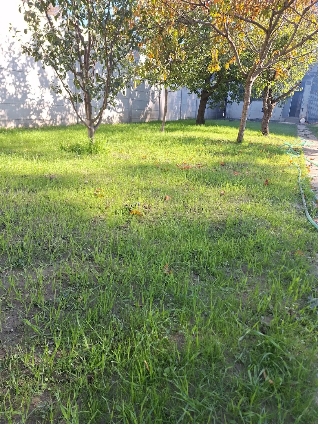 Výsadba nového trávnika